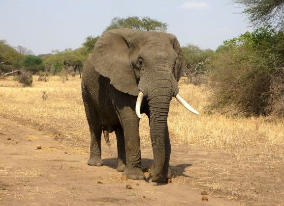 Elephant visual